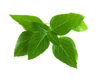 Thai Basil
